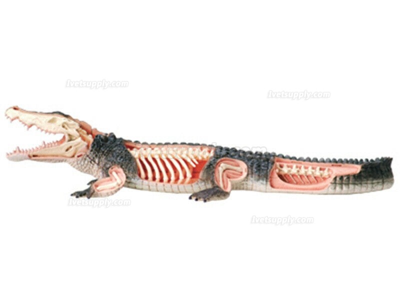 Crocodile Animal Anatomy Modell Teaching Model Assembled Toy